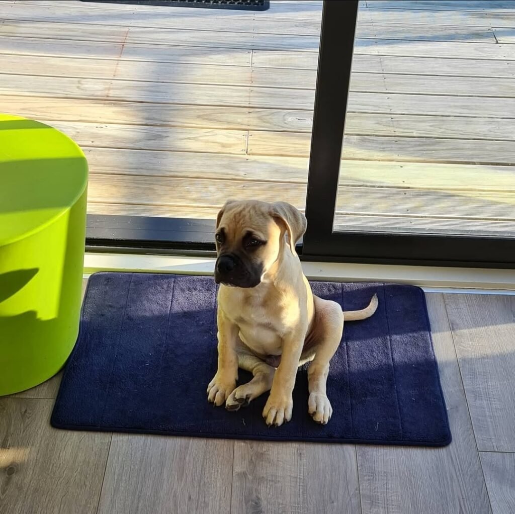 Bull Mastiff