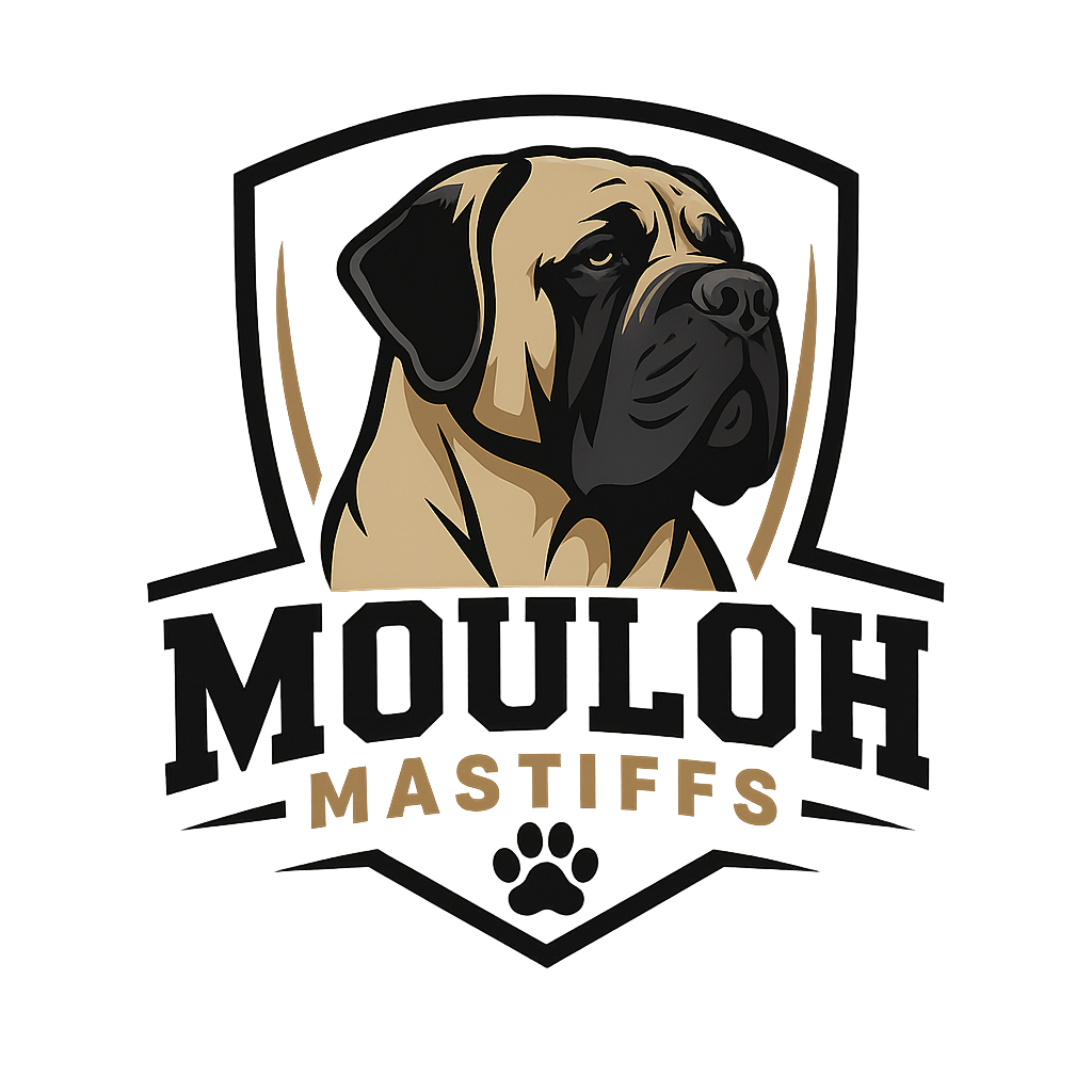 Healthy Mastiff Puppies | Mouloh Mastiffs